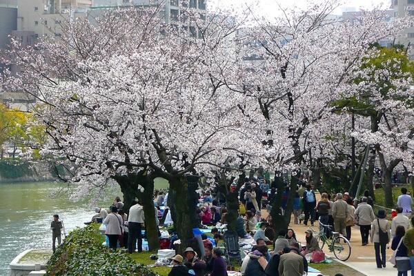 Hiroshima and Miyajima Cherry Blossoms