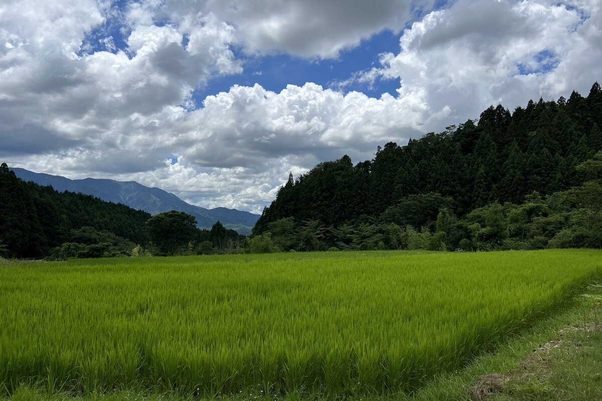 Rice fiels